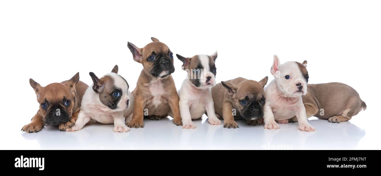 Hermosa Familia De Siete Pequenos Bebes De Bulldog Frances Que Buscan Lado Y Sentado Aislado Sobre Fondo Blanco En El Estudio Fotografia De Stock Alamy
