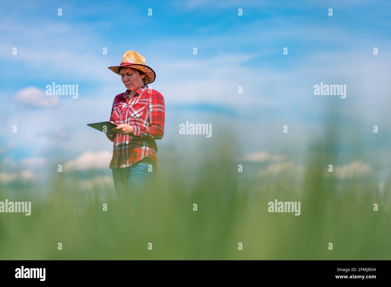 Agrónomo campesino que utiliza tabletas digitales en campo de trigo verde, tecnología innovadora en la producción agrícola Foto de stock