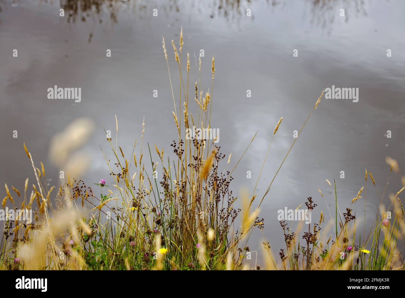 Pastos de verano con cabezas de flores al lado de un estanque con reflejos del cielo en el fondo. Foto de stock