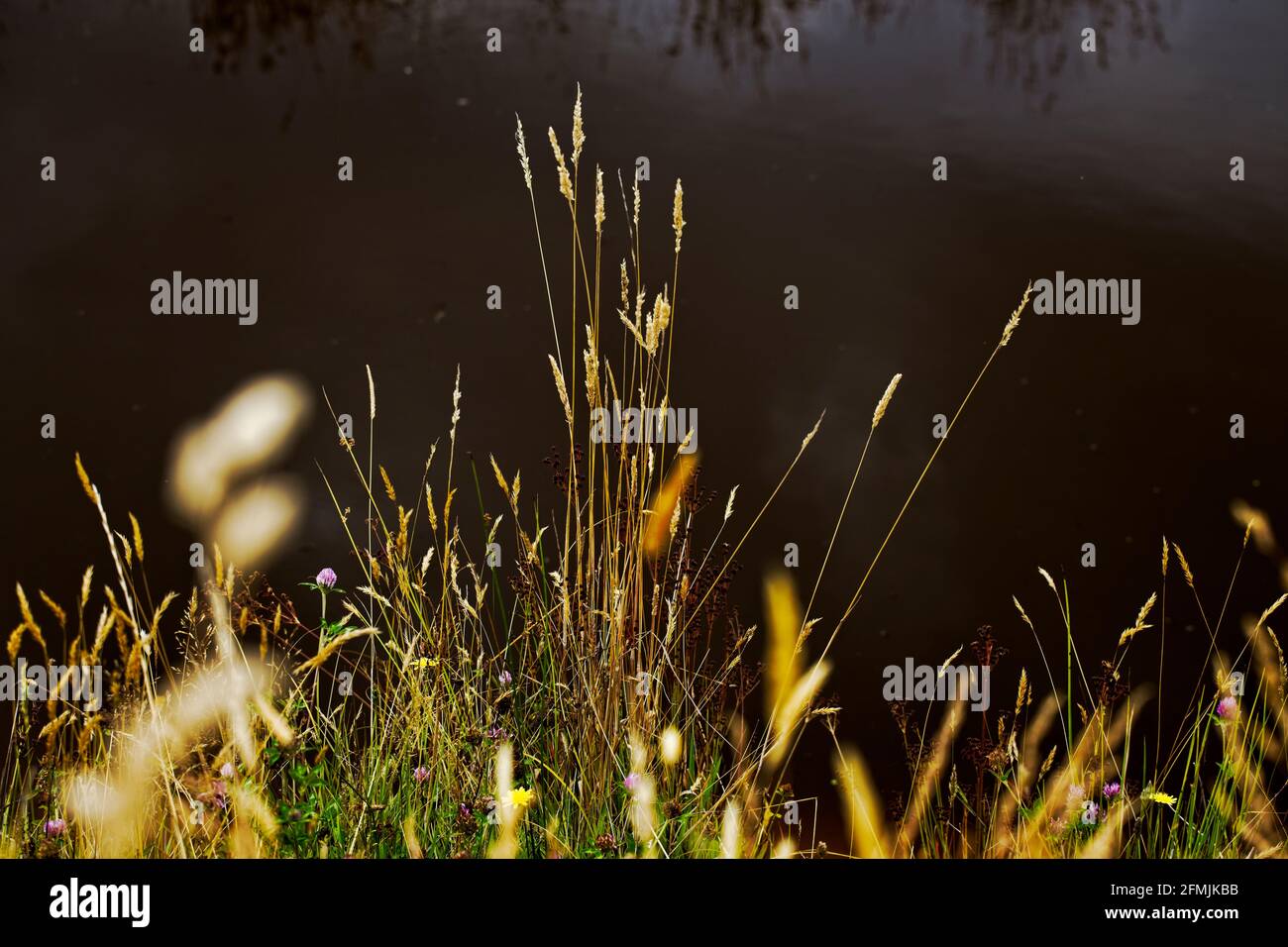 Hierbas de verano floreciendo al lado de un estanque con reflejos del cielo en el fondo. Foto de stock