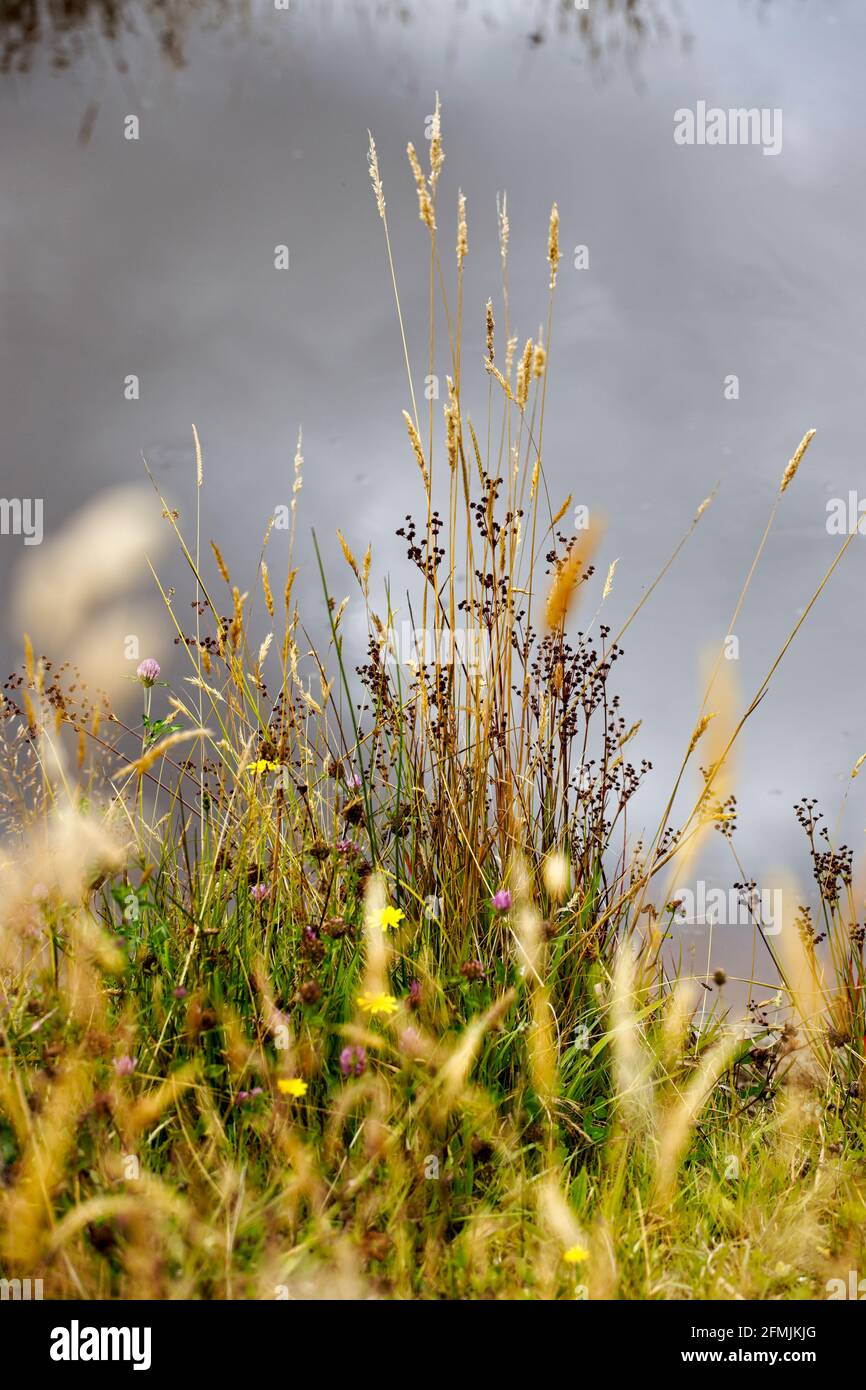 Pastos de verano con cabezas de semillas al lado de un estanque con reflejos del cielo en el agua en el fondo. Foto de stock