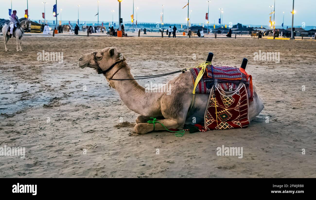 Festival safari en camello por el desierto en Abqaiq Dammam Arabia Saudita. Foto de stock
