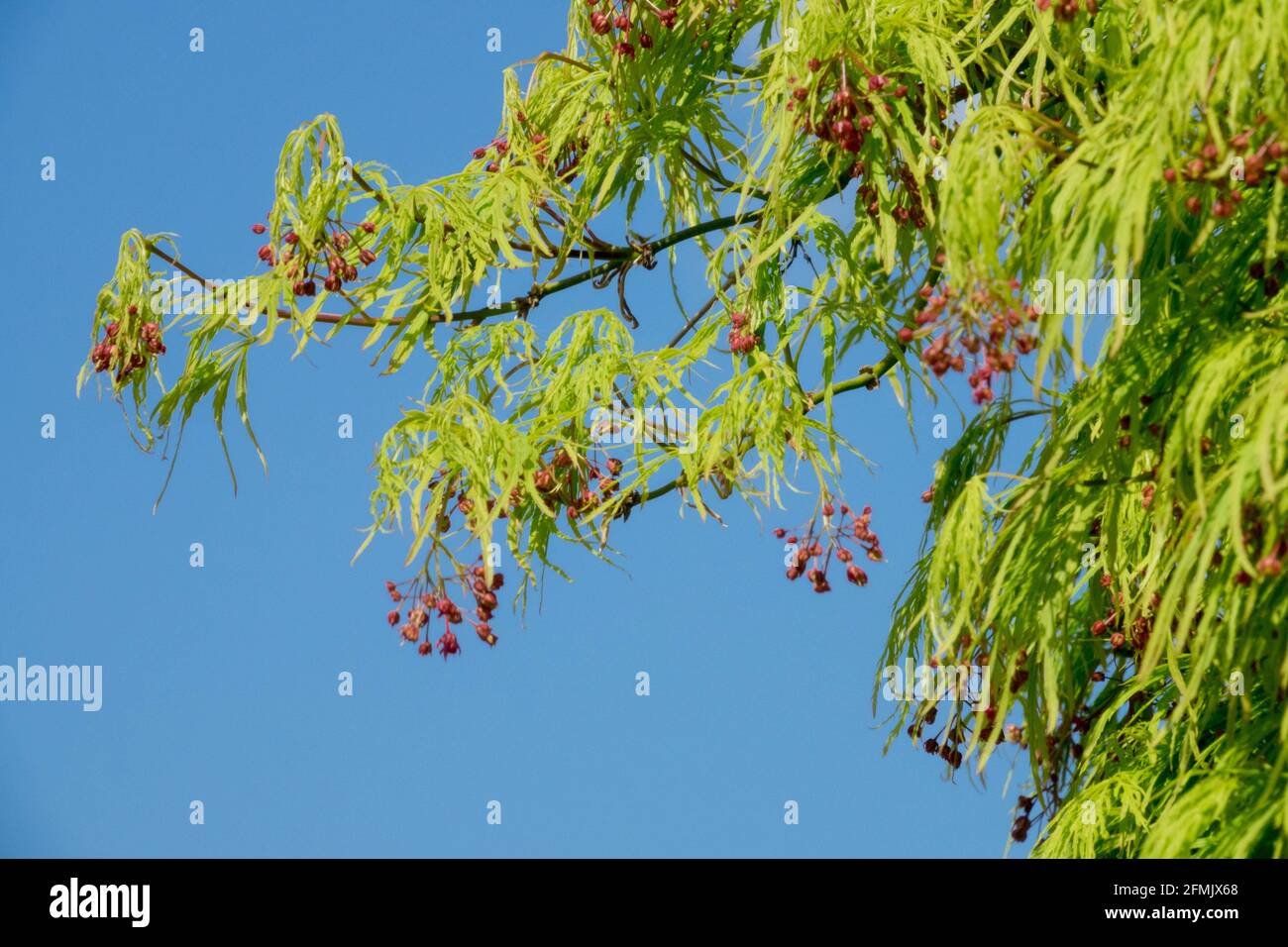 Acer palmatum Dissectum Viridis Las flores son pequeñas y rojas en primavera. Foto de stock