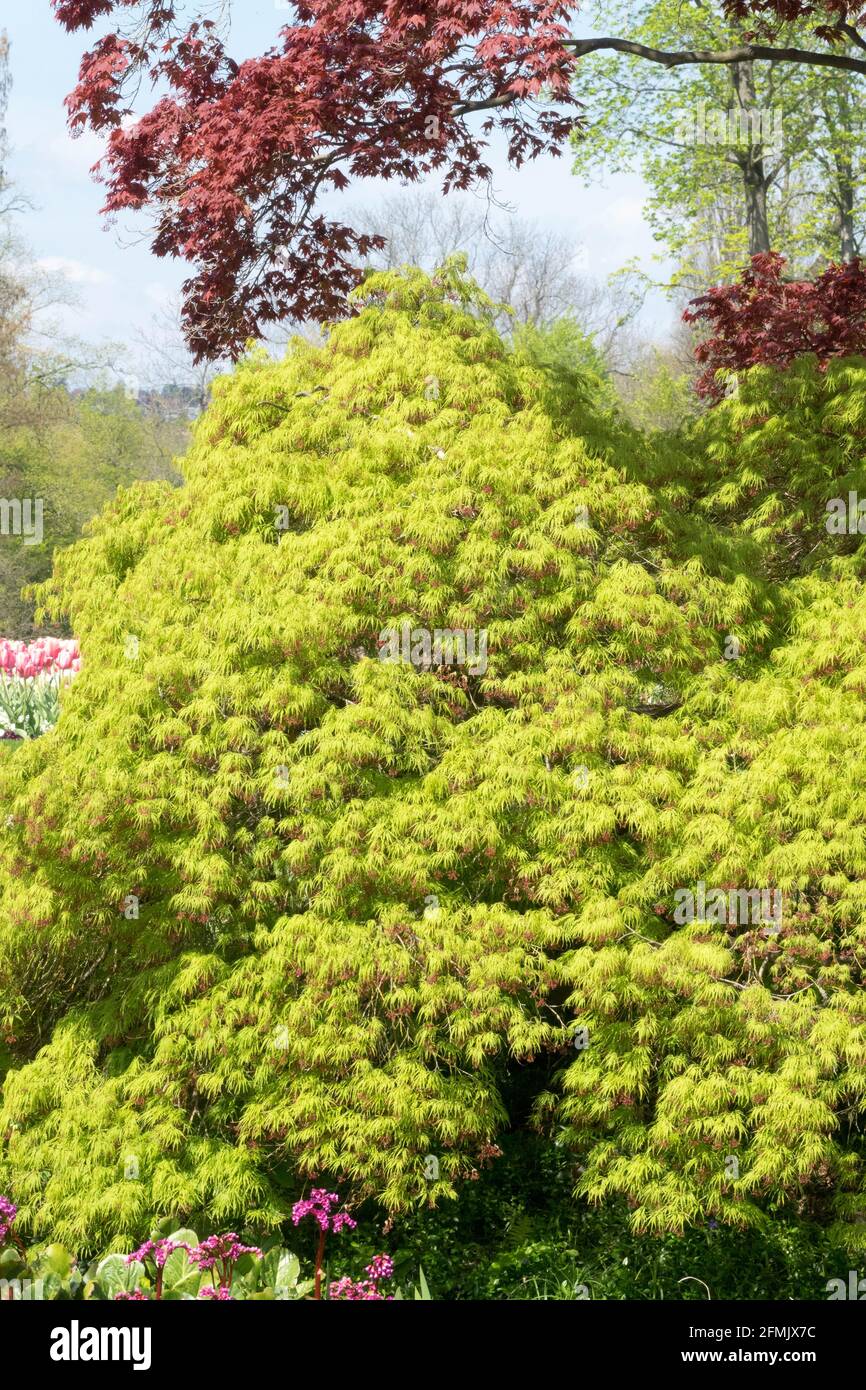 Acer palmatum Dissectum Viridis, Arce japonés llorando con follaje verde brillante Foto de stock