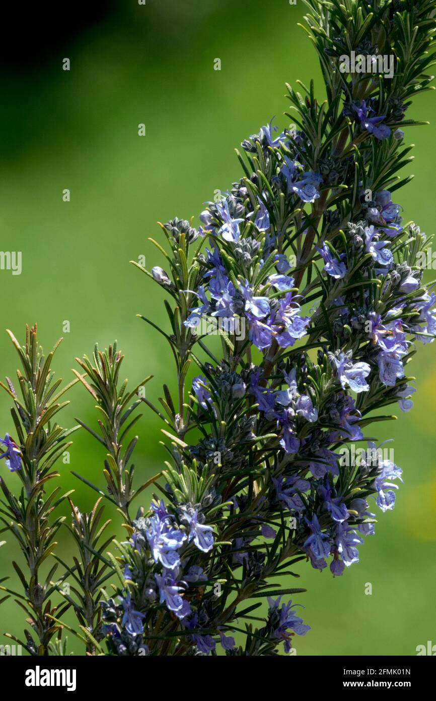 Pico azul Rosmarinus Sissinghurst Flor de romero azul Rosmarinus officinalis planta Foto de stock