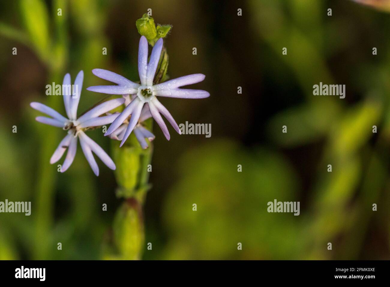 Silene nocturna, Planta de flores de flores de mosca de la 