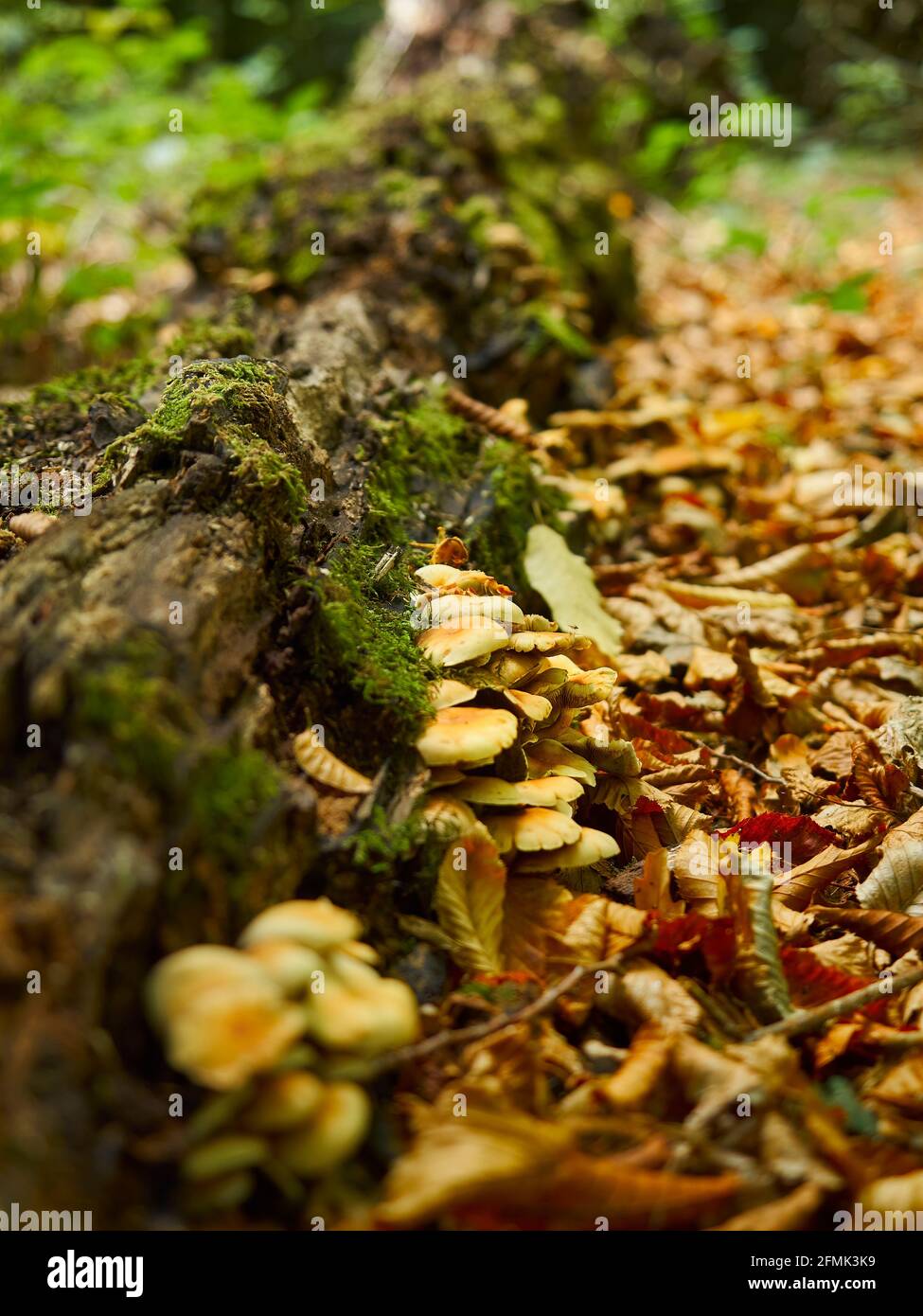 Un parche de bosque urbano alberga algún hongo de miel unido a un tronco caído cubierto de musgo en una profunda pila de basura otoñal. Foto de stock