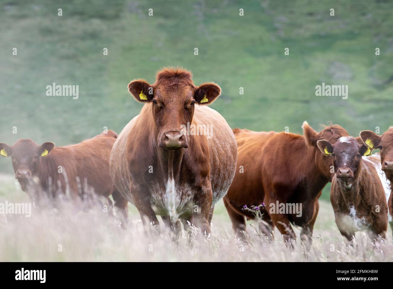Luing ganado vacuno en páramo cerca de Elvanfoot, Biggar, Escocia, Reino Unido. Foto de stock