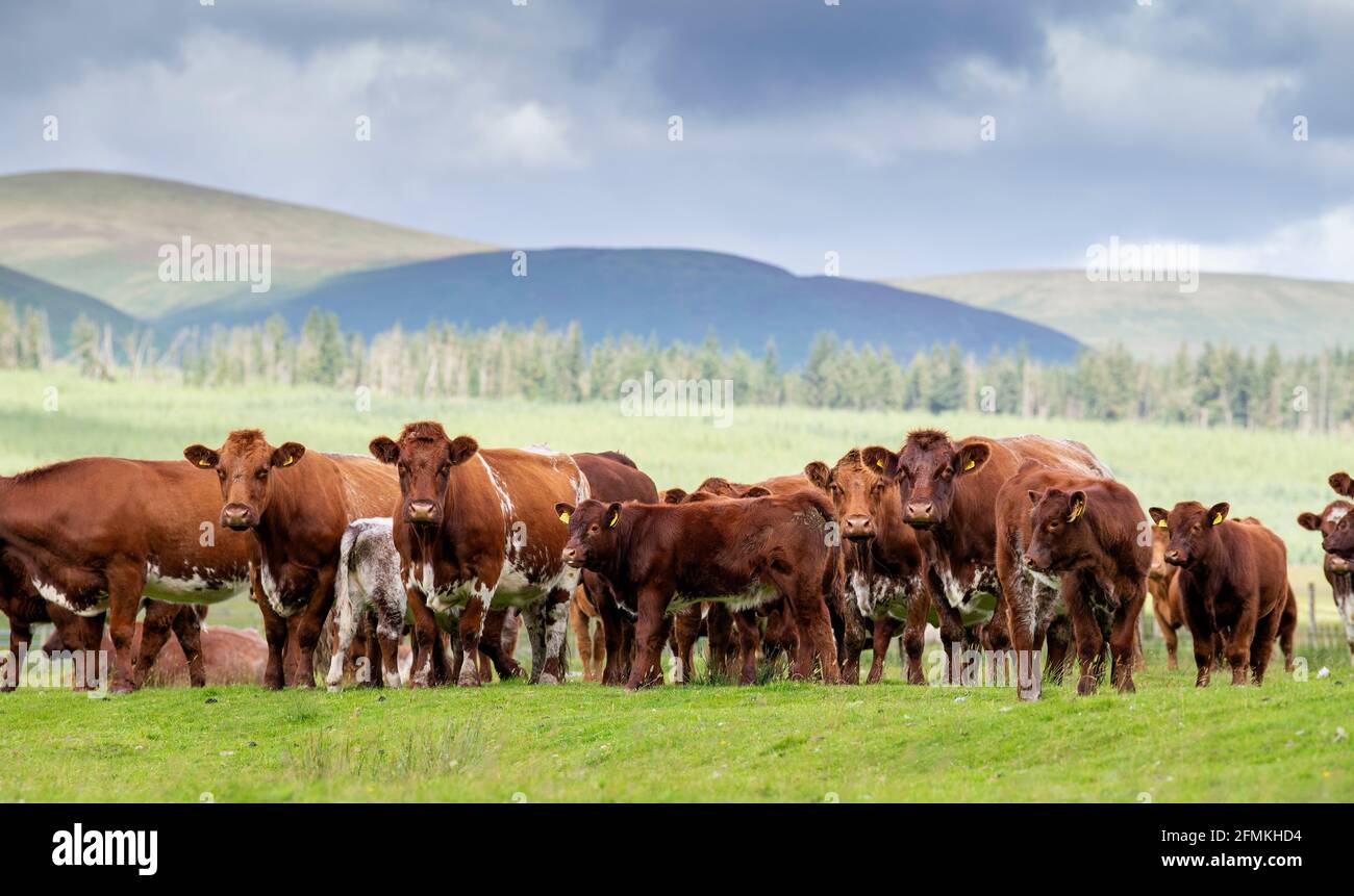 Luing ganado vacuno en páramo cerca de Elvanfoot, Biggar, Escocia, Reino Unido. Foto de stock