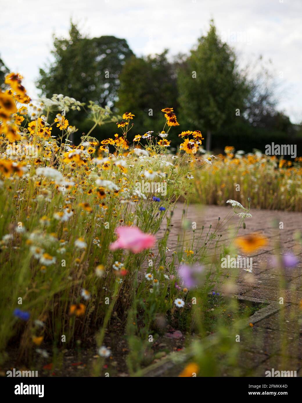 Flores silvestres incluyendo Susan de ojos negros (Rudbeckia), cornflowers (Centaurea cyanus) y margaritas creciendo en una frontera del jardín al lado de caminos pavimentados de bloque Foto de stock
