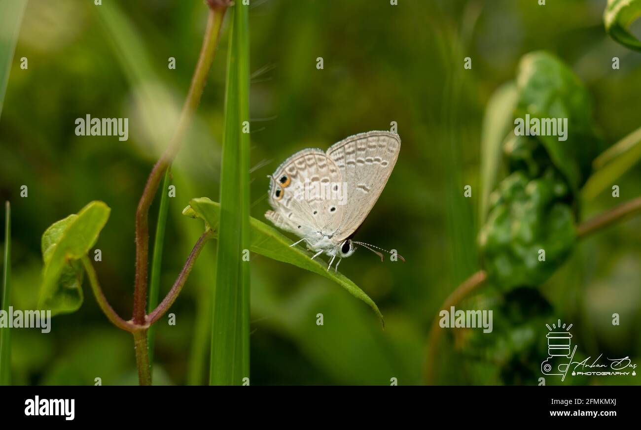 Primer plano de la mariposa Foto de stock