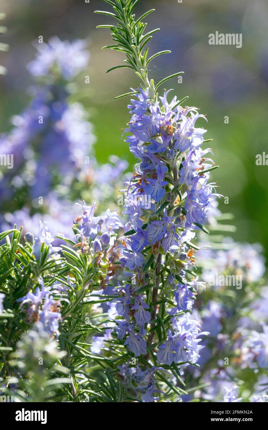 Azul pálido Rosmarinus officinalis Riviera planta herbácea Foto de stock