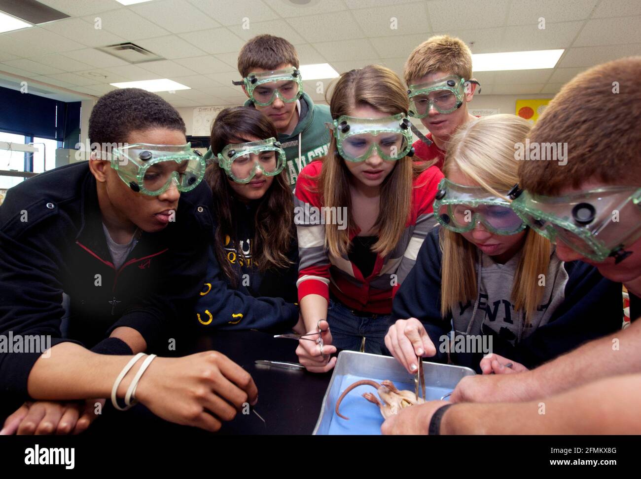 Los estudiantes de secundaria con revestimientos para los ojos diseccionan un pequeño roedor en la clase de biología Foto de stock