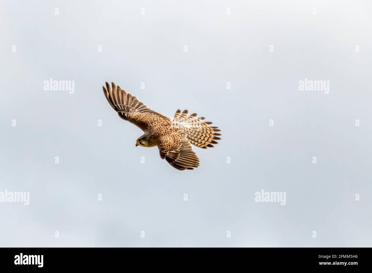 Mujer kestrel, Falco tinnunculus, volando sobre Norfolk. Foto de stock