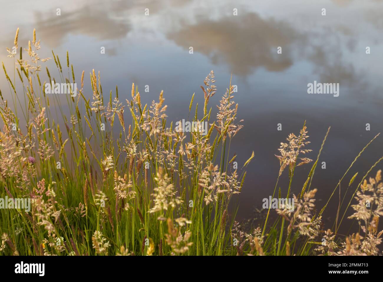 Pastos de verano al lado de un estanque con el cielo reflejado en el agua en el fondo. Foto de stock