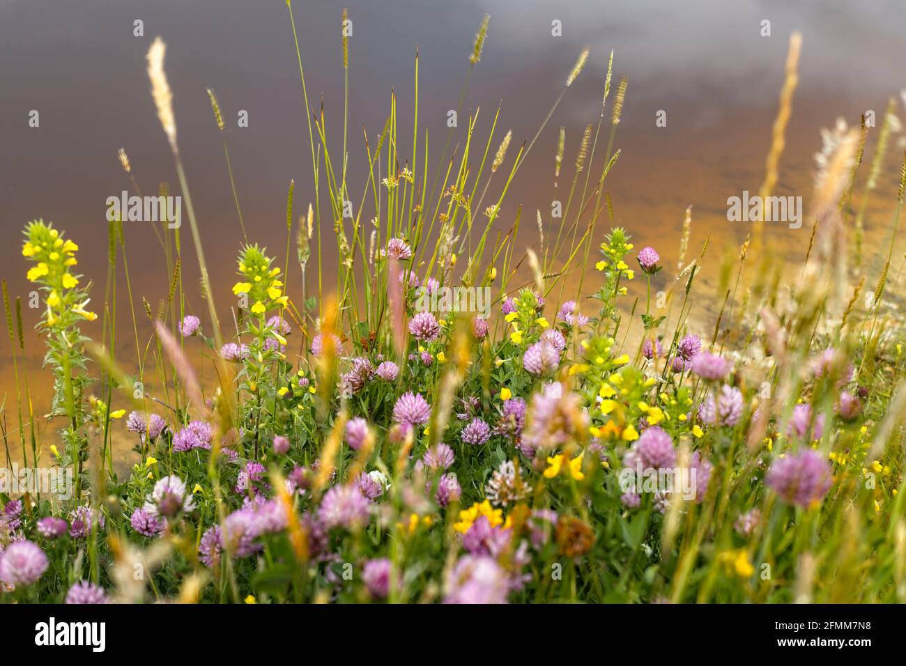 Pastos de verano capturados al lado de un estanque con un reflejo del cielo en el agua en el fondo. Foto de stock
