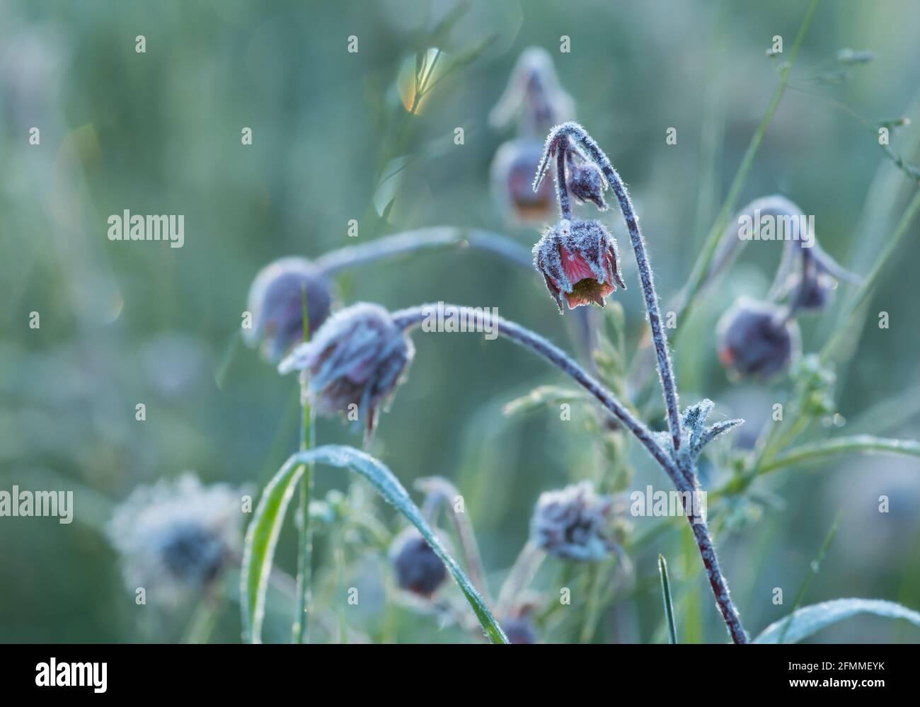 Primer plano de los avens de agua en flor, Geum rivaliza con la helada de la mañana Foto de stock