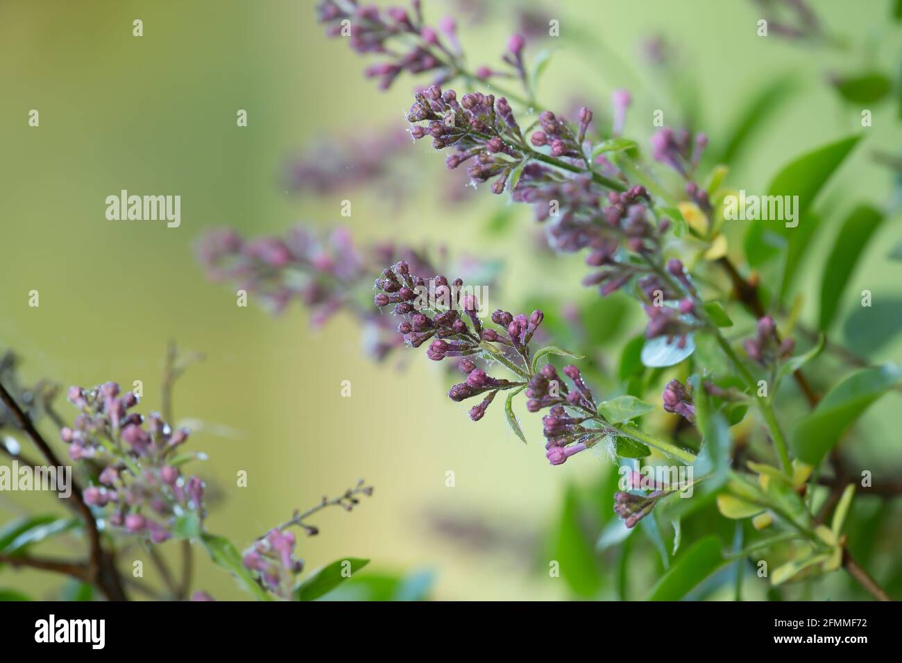 Lila, Syringa vulgaris todavía no está en flor fotografiado temprano por la mañana Foto de stock
