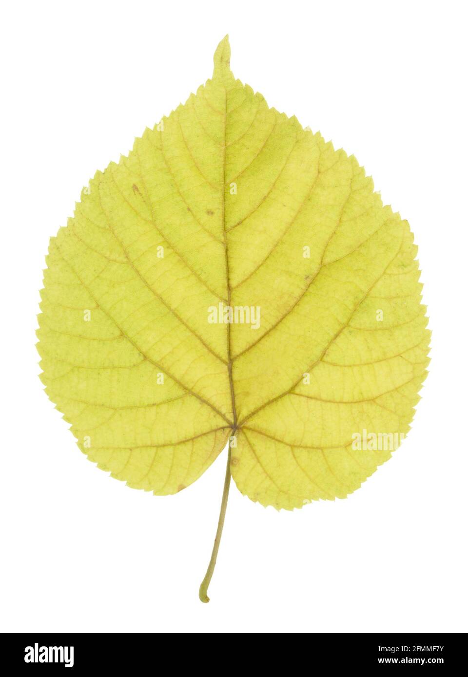 Tilia, hoja de chordata en otoño, de cal de hoja pequeña, aislada sobre fondo blanco Foto de stock