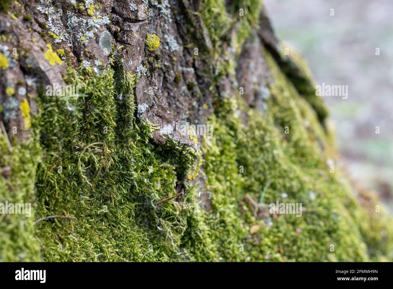 Los musgos son pequeñas plantas desprovistas de tejido vascular perteneciente a la división Bryophyta, que tiene unas 10.000 especies repartidas por todo el mundo, mael Foto de stock