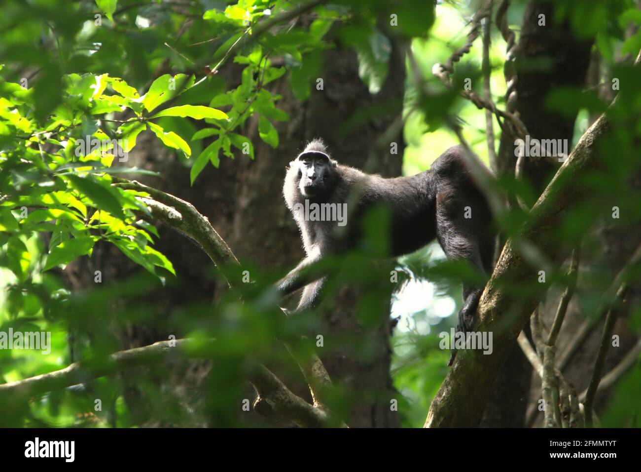 Macaque cresteado vagando en una rama de árbol en el bosque de Tangkoko, Sulawesi del Norte, Indonesia. Foto de stock