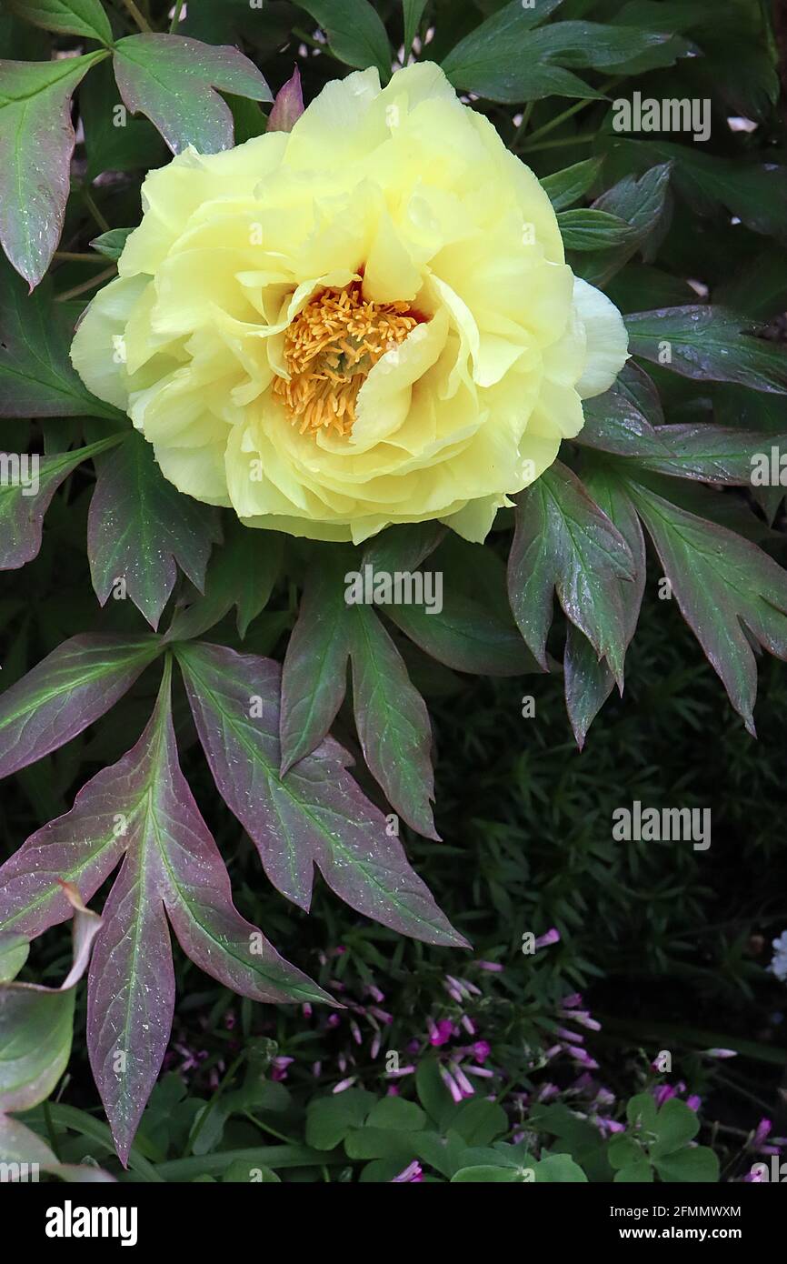 Paeonia “Sectored Sunshine” Peony Secuestred Sunshine – flores semi-dobles de color amarillo pálido y hojas verdes teñidas de rojo, mayo, Inglaterra, Reino Unido Foto de stock