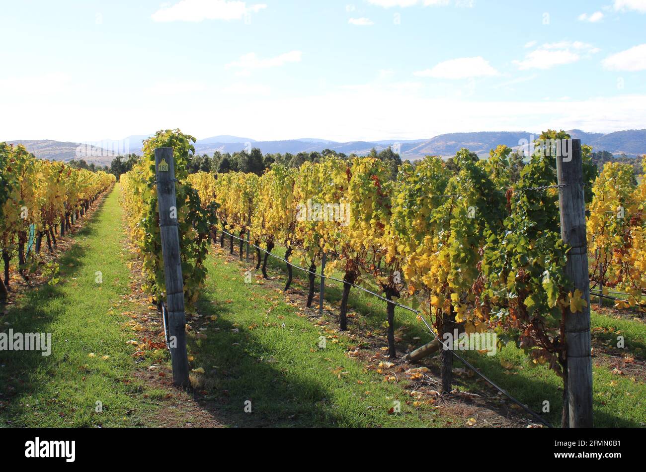 Bodega Hobart, Coal River Valley, Viña australiana, Imagen otoñal. Foto de stock