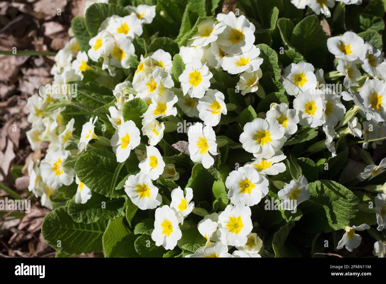 Primula vulgaris - Onagra inglesa. Foto de stock