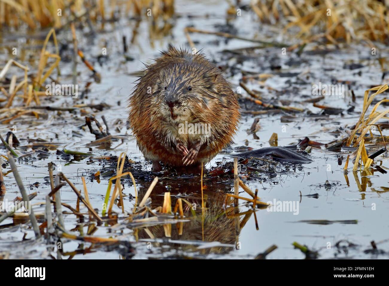 Una vista frontal de un almizcle salvaje 'Ondatra zibethicus', en un palo hundido en un estanque de castores en la zona rural de Alberta, Canadá. Foto de stock