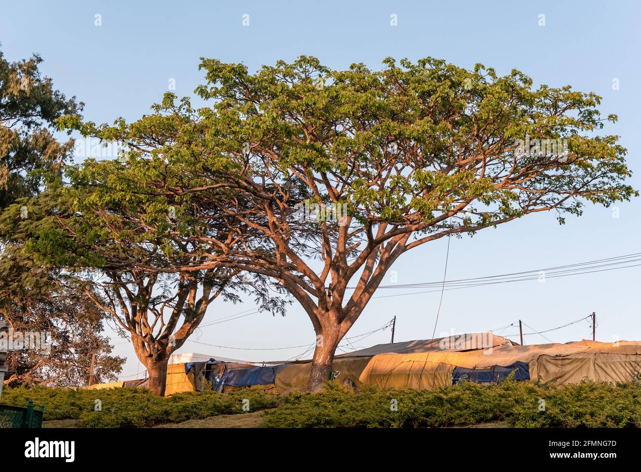 Mysore, Karnataka, India - Enero 2019: A Samanea Saman alias el árbol de  lluvia en el área de las colinas de Chamundi alrededor de la ciudad de  Mysuru Fotografía de stock - Alamy