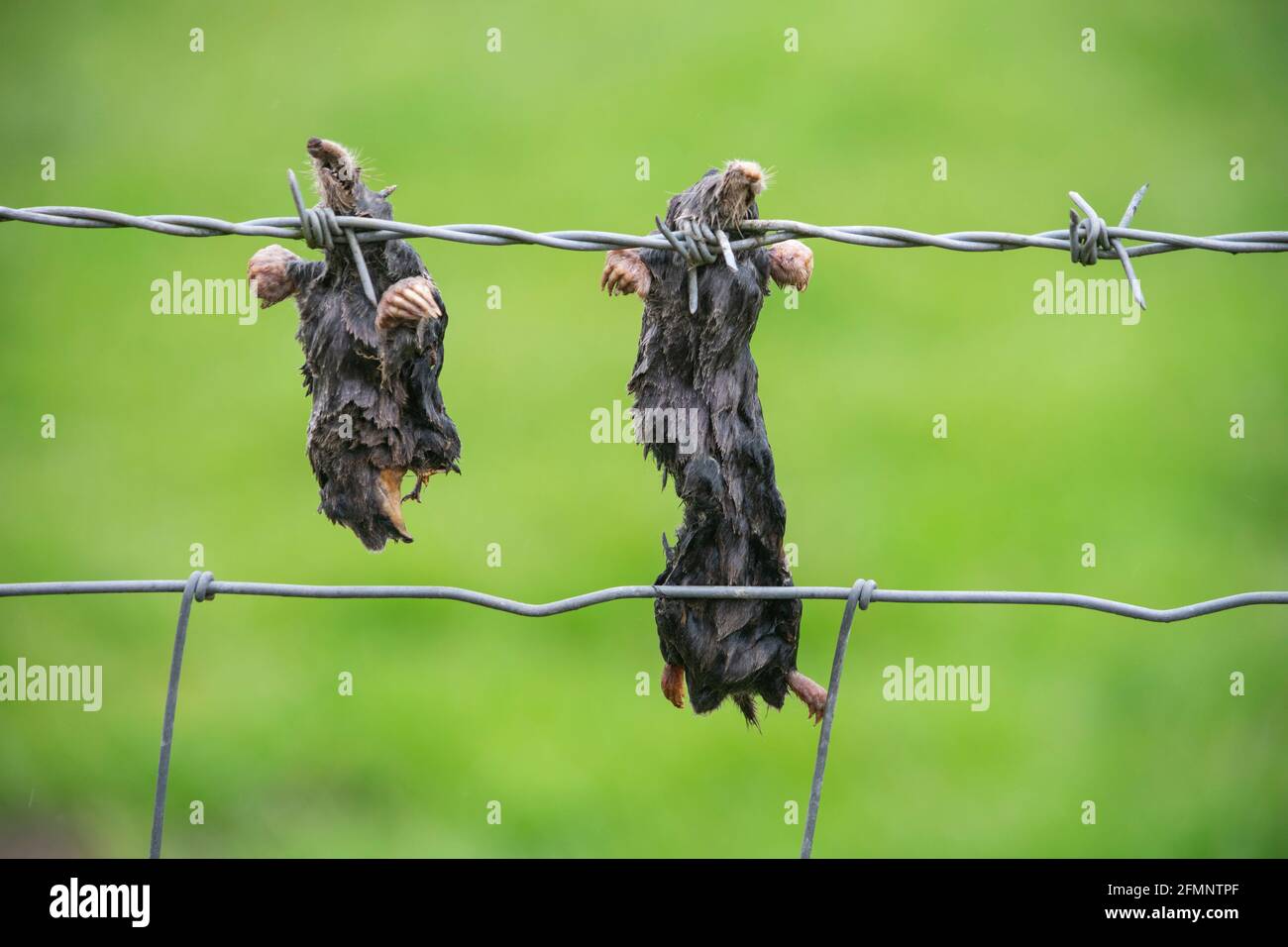 Lunares muertos colgando en una valla agrícola cerca de Appleby, Cumbria Foto de stock