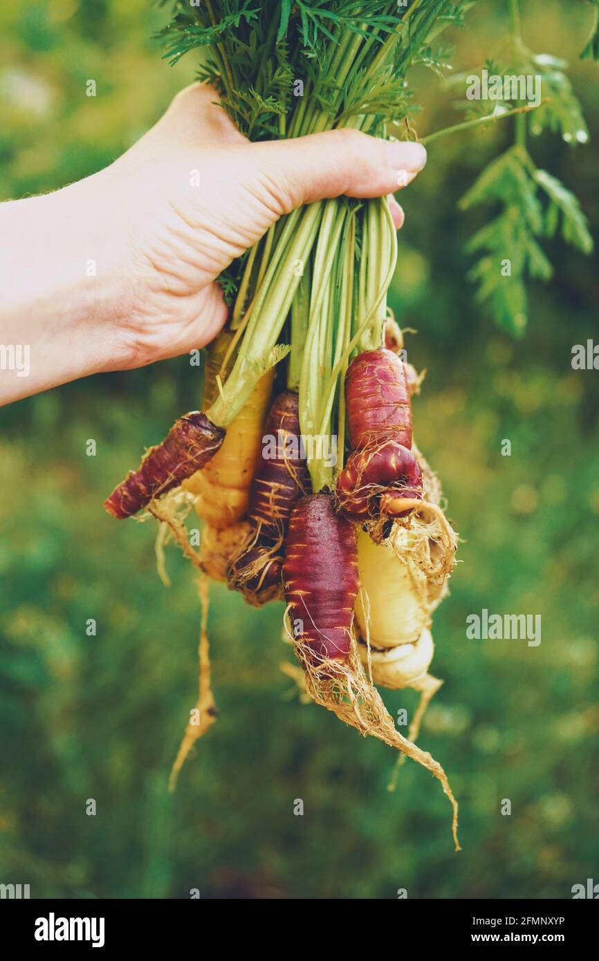 Grupo colorido de zanahorias recién cosechadas Foto de stock