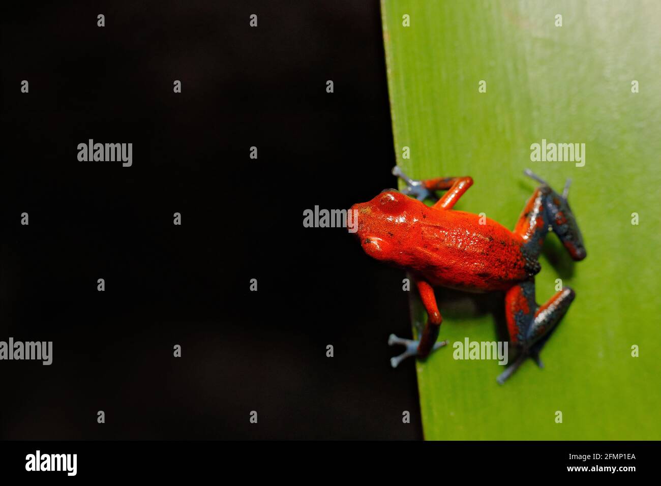 Rana de dardo venenosa de fresa roja, Dendrobates pumilio, en el hábitat natural de Nicaragua. Primer plano retrato de rana roja venenosa. Anfibios raros en el tr Foto de stock