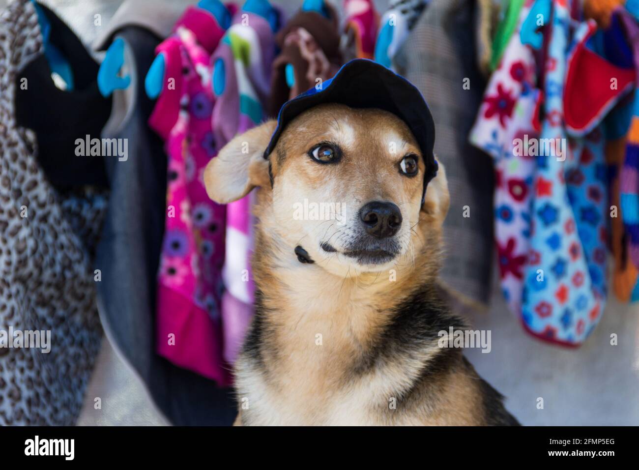 perro tratando de ropa en la tienda de ropa para mascotas Fotografía de  stock - Alamy
