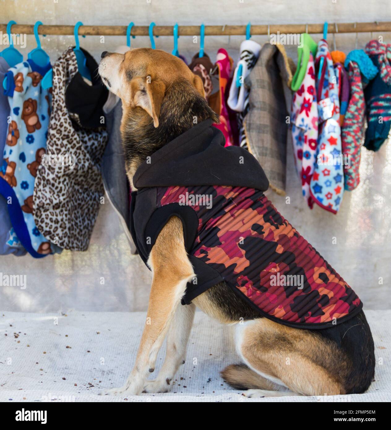 tratando de ropa en la tienda de ropa para mascotas de Alamy
