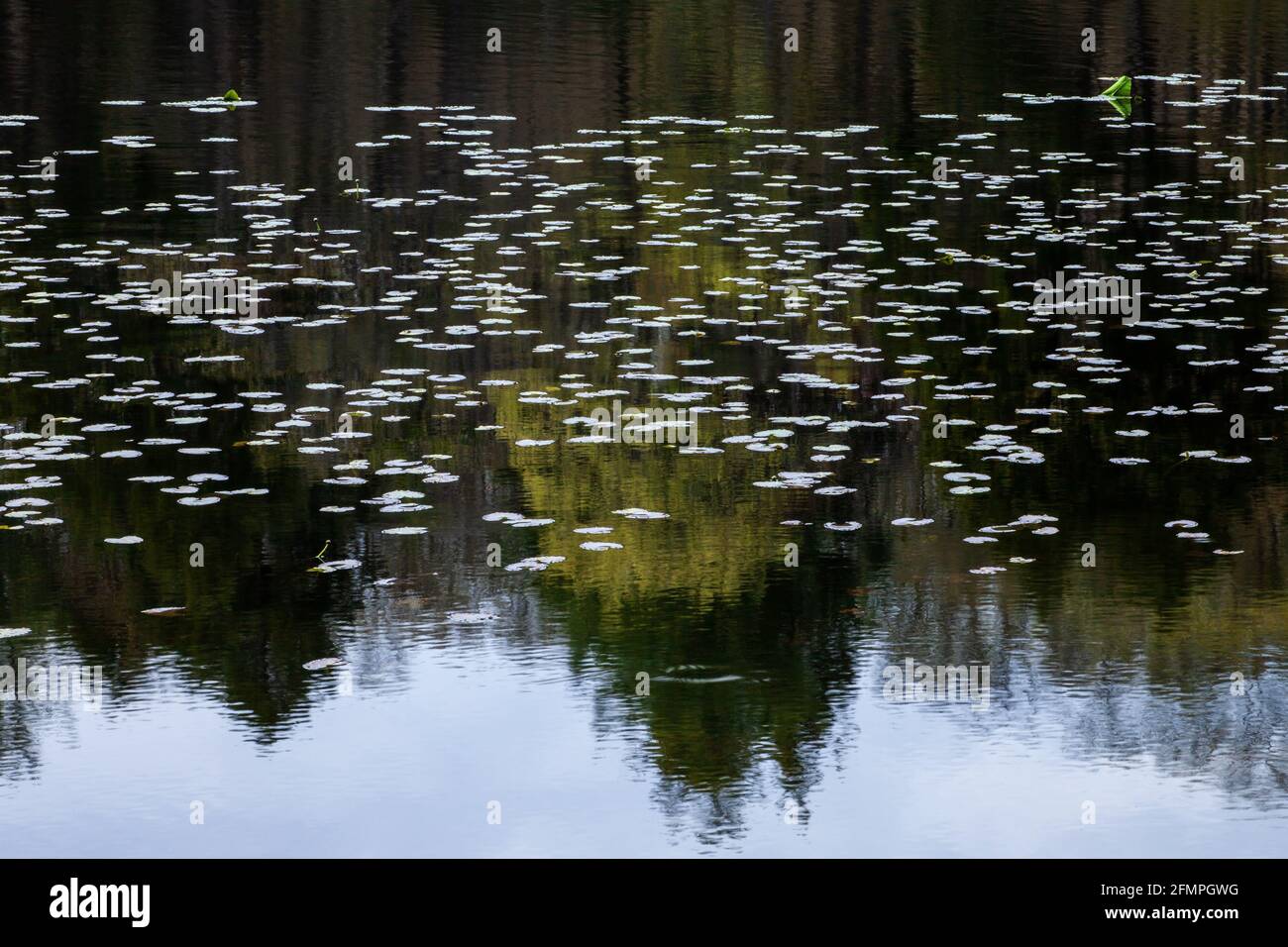 Lirio Emergente Pads de slatterdock en primavera en un pequeño estanque en el Delaware Water Gap National Recreatioin Area, Pennsylvania Foto de stock
