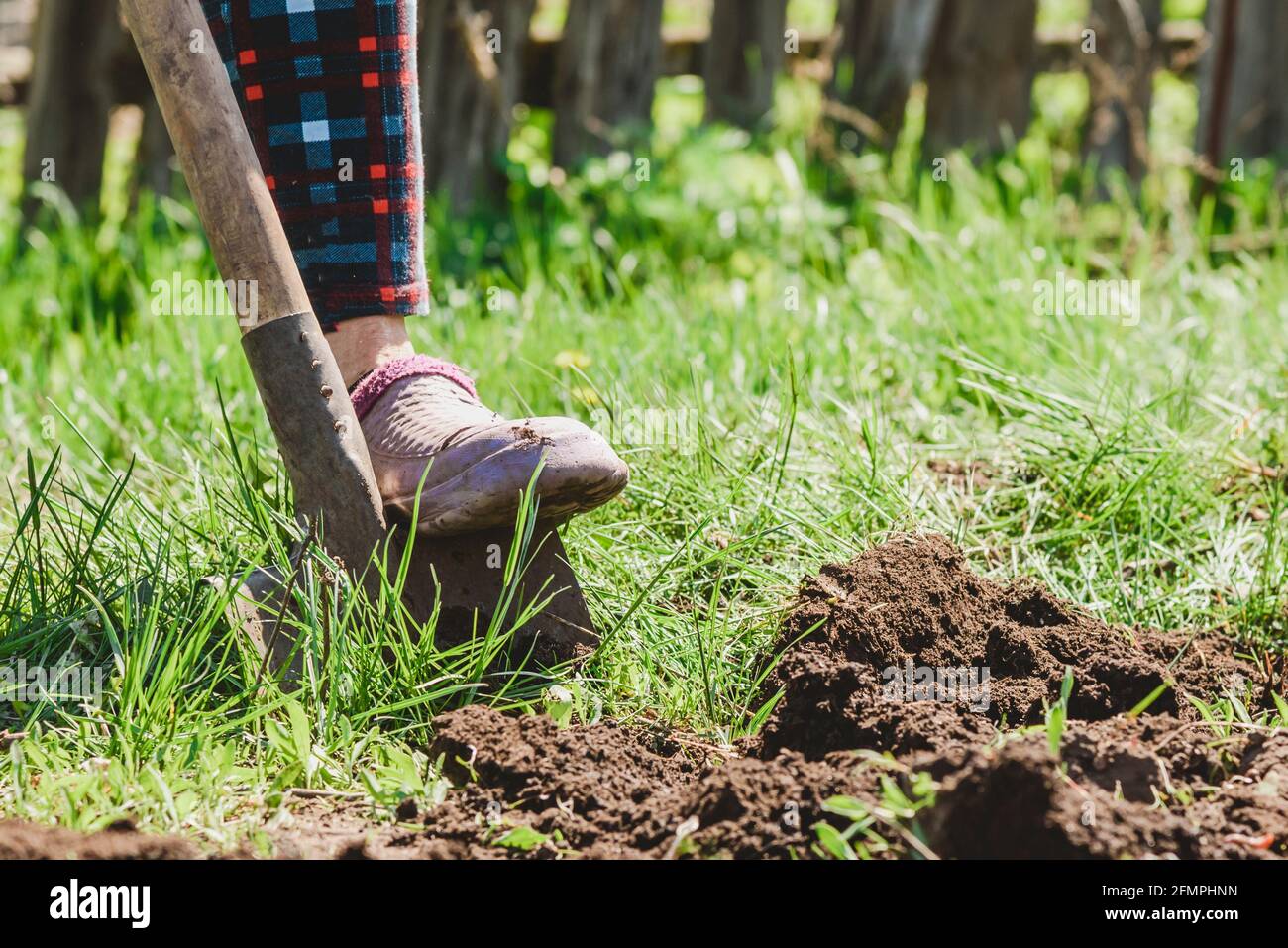 La mujer cava la tierra con una pala en su jardín el pueblo Fotografía de  stock - Alamy