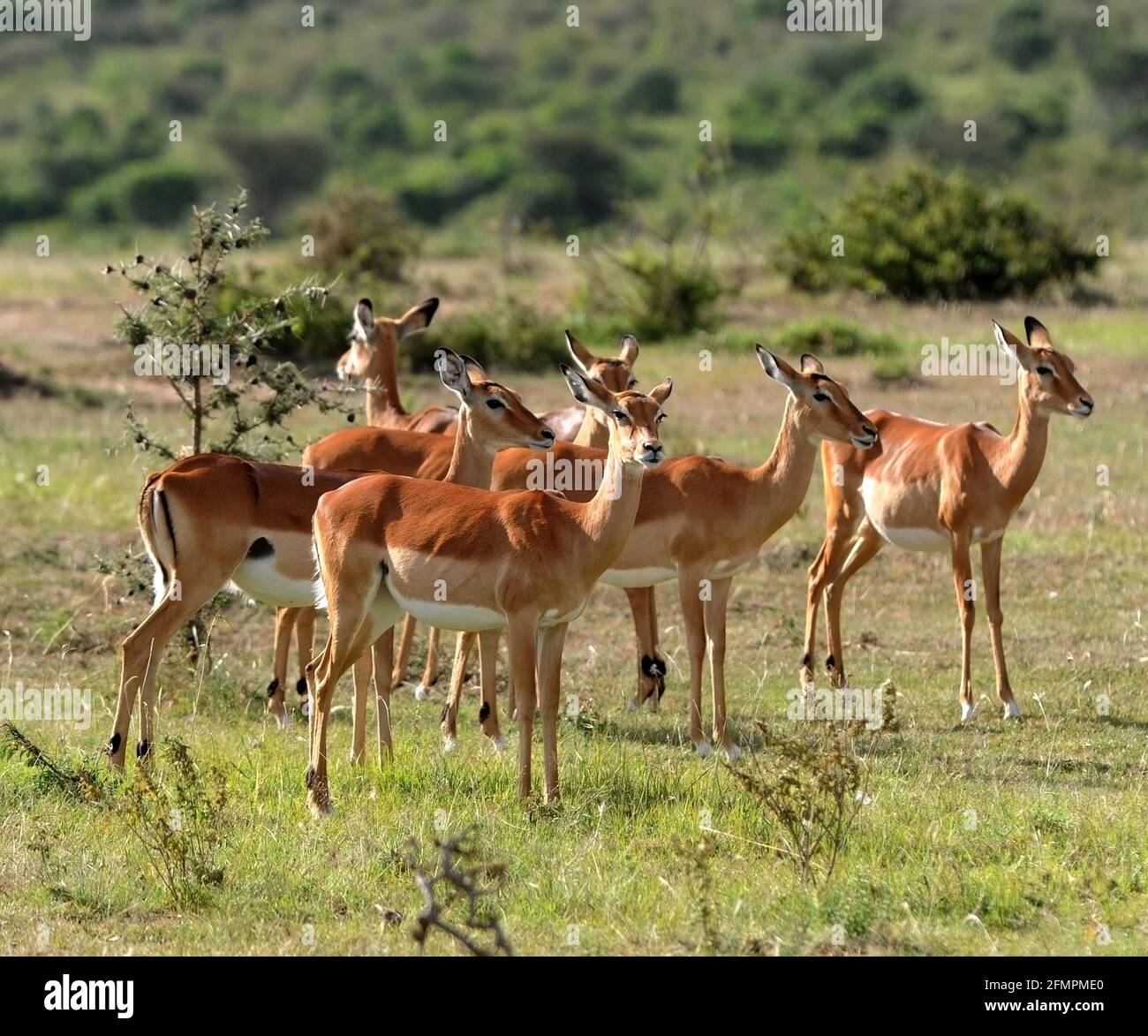 Kenia África Masai Mara Impala Foto de stock