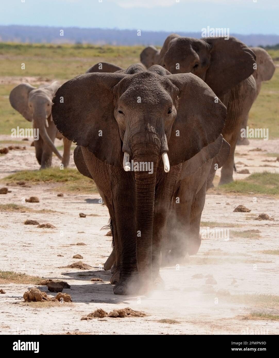 Kenia África Parque Amboseli Elefantes Foto de stock