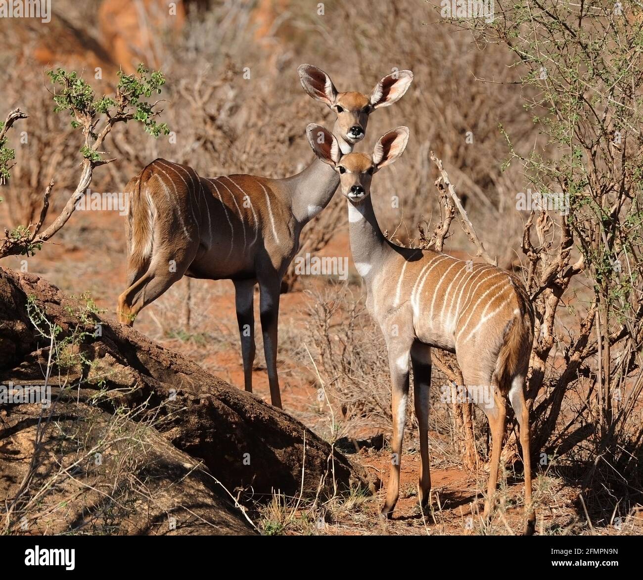 Kenia África Tsavo Nat. Parque Kudu Foto de stock