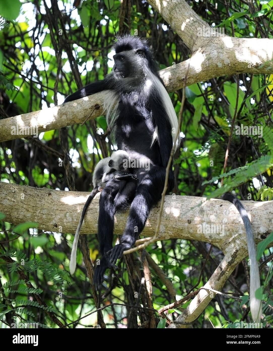 Kenia África Monos de Colobus Foto de stock