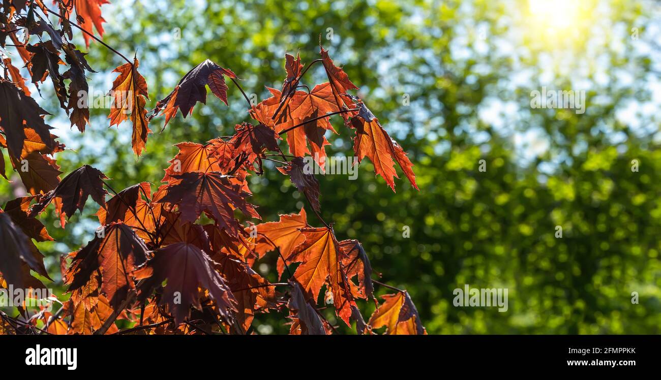 Las hojas de la primavera de arce rojo real brillan a través de la luz del sol brillante en un fondo verde borroso. Hojas de árbol retroiluminadas con luz solar. Imagen ancha. Foto de stock