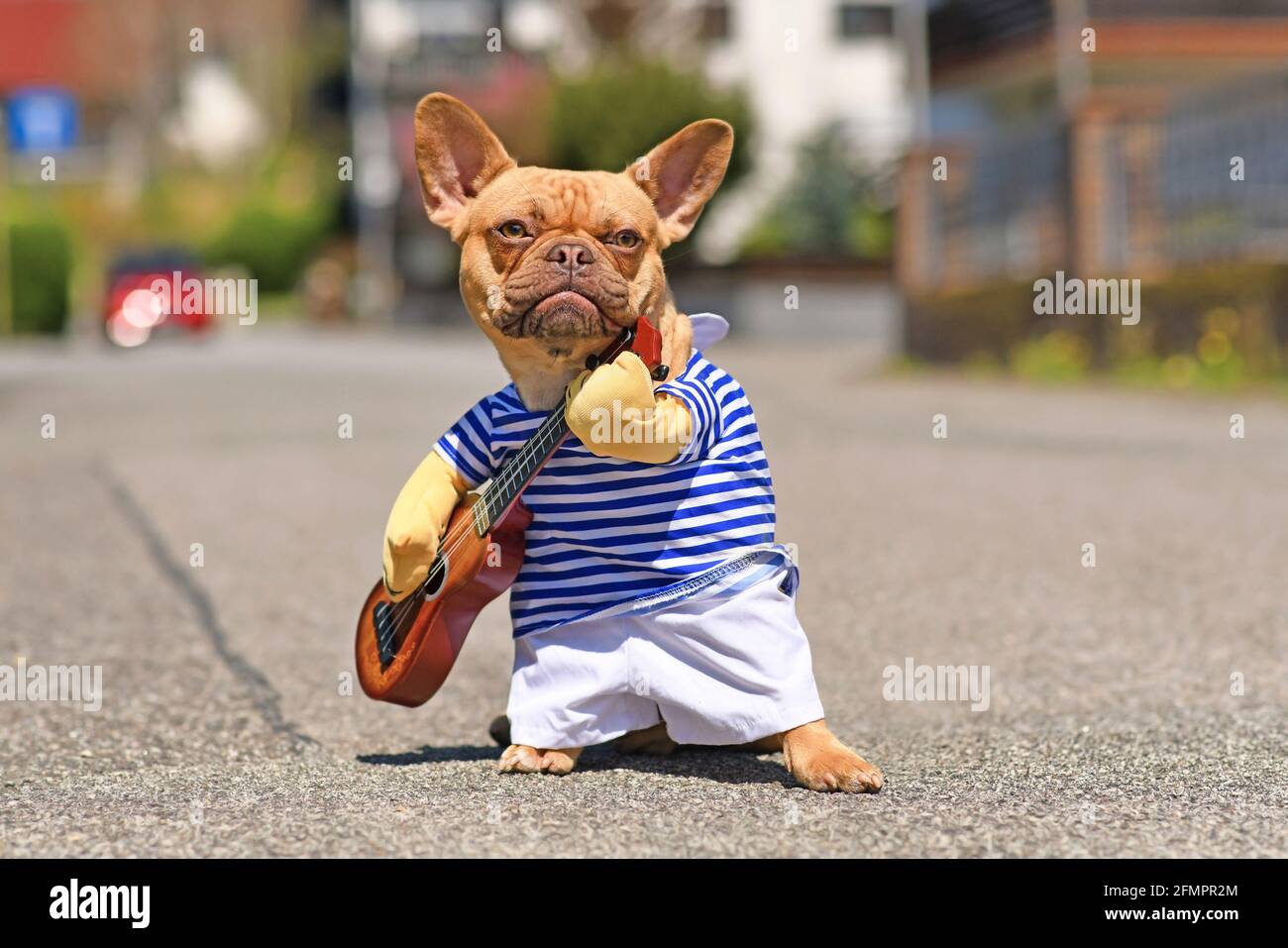 Perro Bulldog francés vestido con traje de músico de perfumería callejera  llevar camisa a rayas y brazos falsos sosteniendo una guitarra de juguete  de pie en la calle de la ciudad o