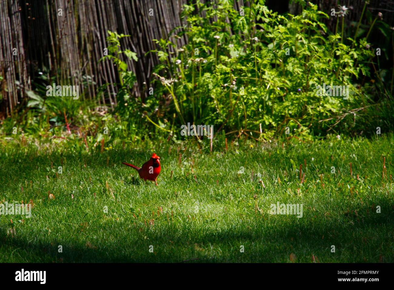 Aves cardenal Foto de stock