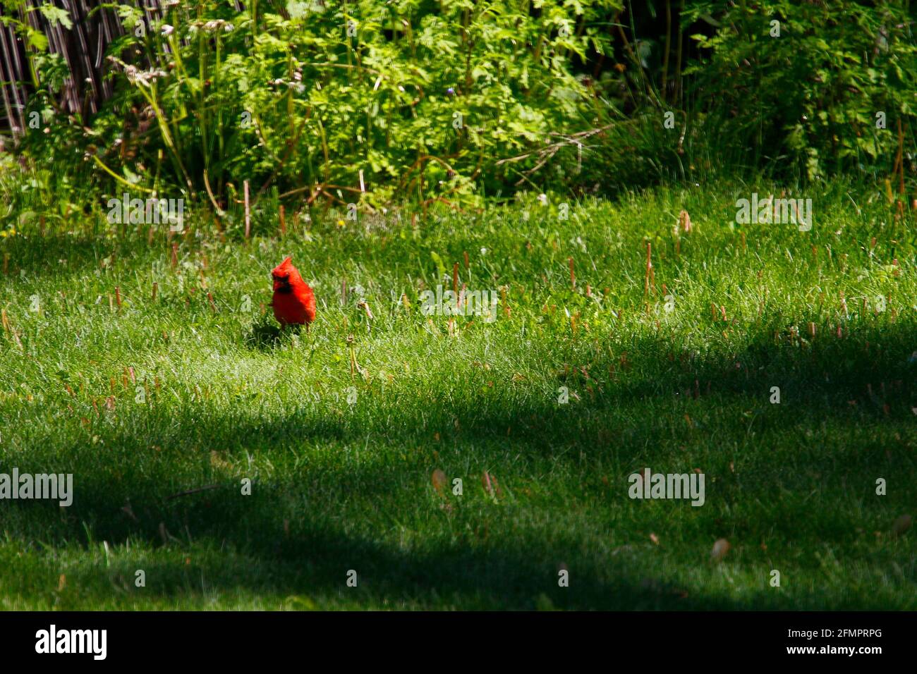 Aves cardenal Foto de stock