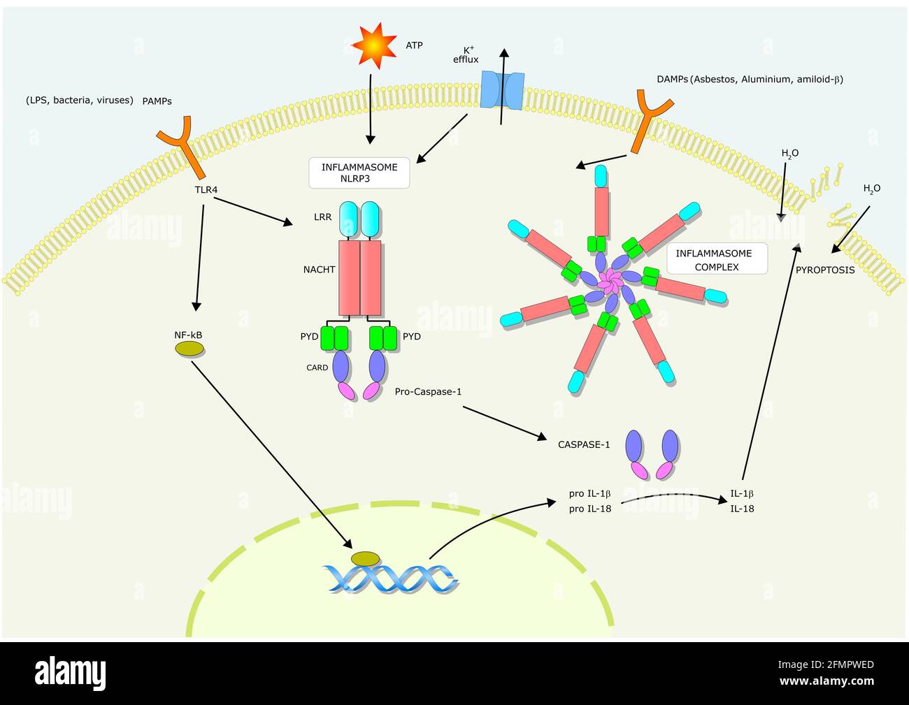 El complejo, estructura y funciones principales del inflamasoma dentro
