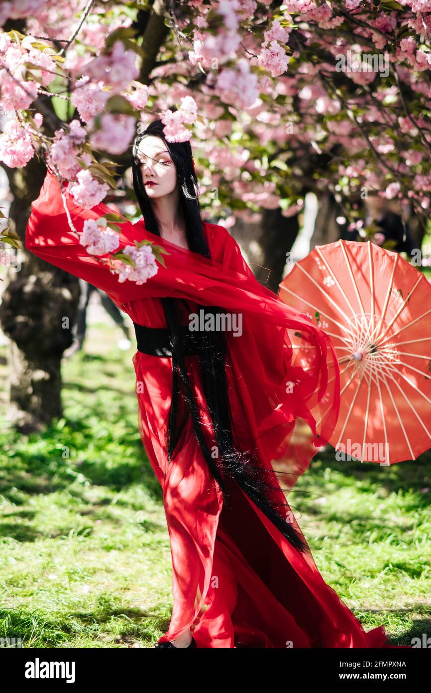 Mujer joven a imagen de geisha camina entre árboles sakura florecientes vestidos kimono tradicional japonés con paraguas en su mano. Foto de stock