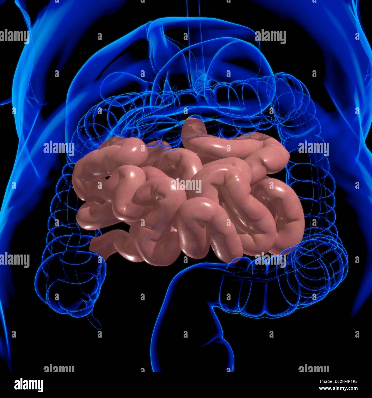 Intestino Delgado Ilustración 3d Anatomía Del Sistema Digestivo Humano Para El Concepto Médico 3771