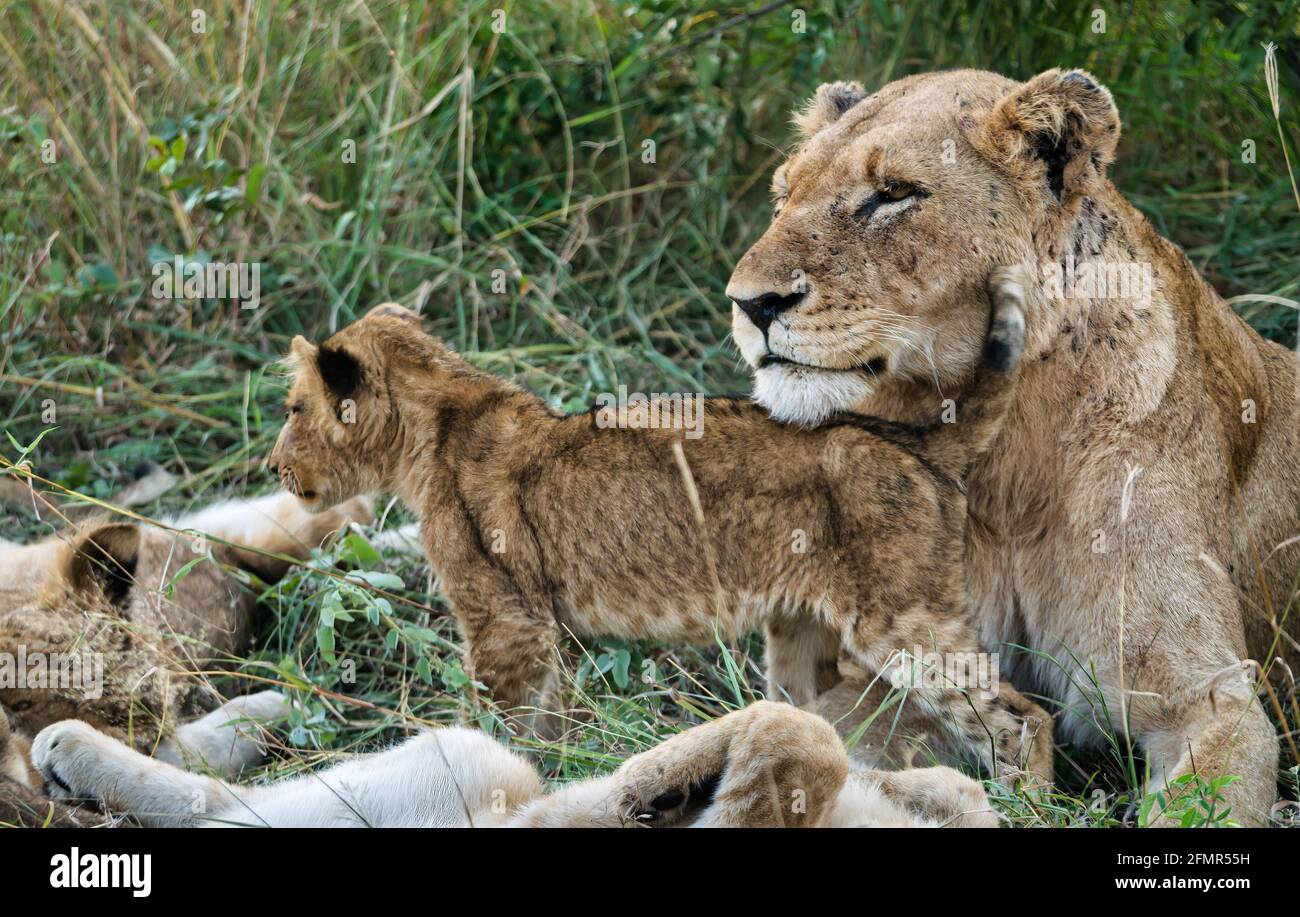 Primer plano de león y joven cachorro, Panthera leo, con orgullo de león, reserva de caza, Gran Parque Nacional Kruger, Sudáfrica Foto de stock