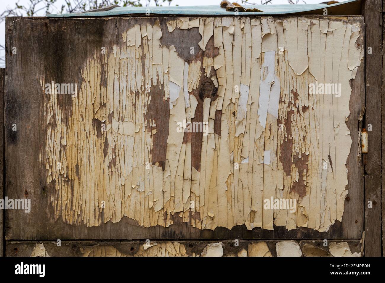 pintura blanca descascarada sobre la superficie vieja de la fibra de madera  podrida Fotografía de stock - Alamy